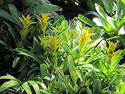 Yellow Guzmania Bromeliad (Guzmania lingulata 'Yellow') at A Very Successful Garden Center