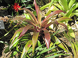 Guzmania sanguinea var. brevipedicellata (Guzmania sanguinea var. brevipedicellata) at A Very Successful Garden Center