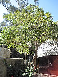Pito Coral Tree (Erythrina berteroana) at Stonegate Gardens