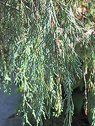 Tolleson's Weeping Juniper (Juniperus scopulorum 'Tolleson's Weeping') at Stonegate Gardens