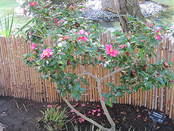 Sasanqua Camellia (Camellia sasanqua) at Stonegate Gardens