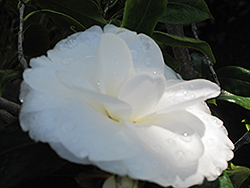 Pure Silk Camellia (Camellia sasanqua 'Pure Silk') at Stonegate Gardens