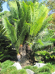 Queen Sago Palm (Cycas rumphii) at Stonegate Gardens