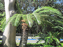 Taiwan Sago Palm (Cycas taiwaniana) at A Very Successful Garden Center