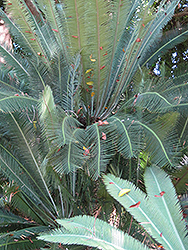 Holmgren's Dioon (Dioon holmgrenii) at A Very Successful Garden Center
