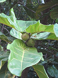 Fiddle Leaf Fig (Ficus lyrata) at Lakeshore Garden Centres