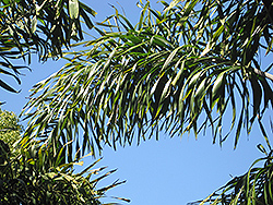 Foxtail Palm (Wodyetia bifurcata) at Lakeshore Garden Centres