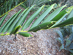 Mombasa Cycad (Encephalartos hildebrandtii) at A Very Successful Garden Center