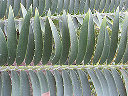 Msinga Cycad (Encephalartos msinganus) at Stonegate Gardens