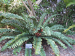 Zululand Cycad (Encephalartos ferox) at Stonegate Gardens