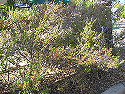 Snow Flake Tea-Tree (Leptospermum scoparium 'Snow Flake') at Stonegate Gardens