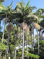 Bangalow Palm (Archontophoenix cunninghamiana) at A Very Successful Garden Center