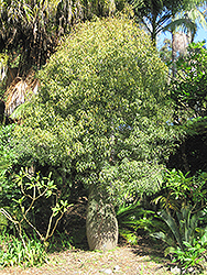 Queensland Bottle Tree (Brachychiton rupestris) at Stonegate Gardens