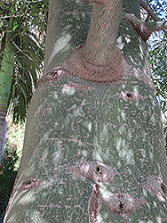 Queensland Bottle Tree (Brachychiton rupestris) at Stonegate Gardens