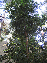 Queensland Kauri (Agathis robusta) at Lakeshore Garden Centres