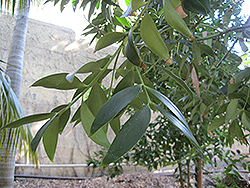 Queensland Kauri (Agathis robusta) at A Very Successful Garden Center