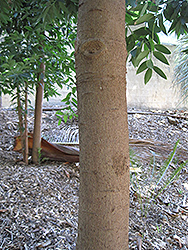 Queensland Kauri (Agathis robusta) at A Very Successful Garden Center
