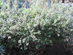 Concha California Lilac (Ceanothus 'Concha') at Stonegate Gardens