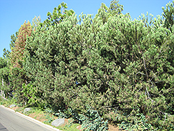 Aleppo Pine (Pinus halepensis) at A Very Successful Garden Center