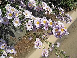 California Aster (Symphyotrichum chilense) at A Very Successful Garden Center