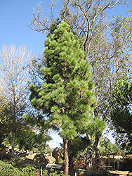 Chir Pine (Pinus roxburghii) at A Very Successful Garden Center