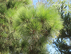 Chir Pine (Pinus roxburghii) at A Very Successful Garden Center