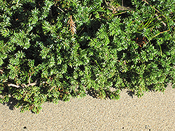 Carpet Geranium (Geranium incanum) at Stonegate Gardens