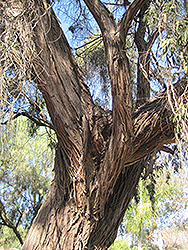 Peppermint Tree (Agonis flexuosa) at Lakeshore Garden Centres