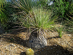 Mexican Pony Tail Palm (Nolina gracilis) at A Very Successful Garden Center