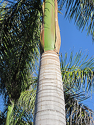 Florida Royal Palm (Roystonea regia) at Lakeshore Garden Centres