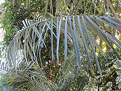 Bolivian Mountain Coconut (Parajubaea torallyi) at Lakeshore Garden Centres