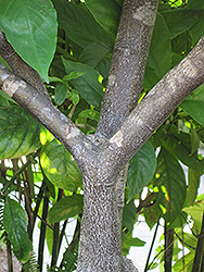Curry Tree (Murraya koenigii) at Stonegate Gardens
