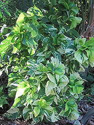 Java White Copper Plant (Acalypha wilkesiana 'Java White') at Stonegate Gardens