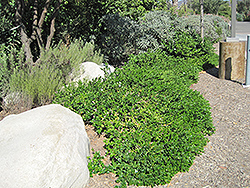 Green Carpet Natal Plum (Carissa macrocarpa 'Green Carpet') at A Very Successful Garden Center