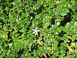 Green Carpet Natal Plum (Carissa macrocarpa 'Green Carpet') at A Very Successful Garden Center