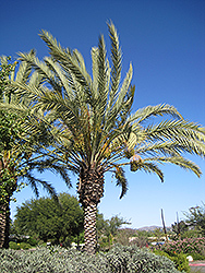 Date Palm (Phoenix dactylifera) at A Very Successful Garden Center