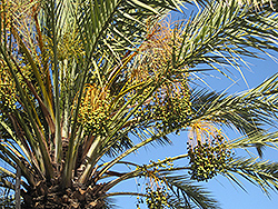 Date Palm (Phoenix dactylifera) at A Very Successful Garden Center