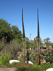 Twin-flowered Agave (Agave geminiflora) at A Very Successful Garden Center