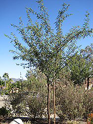 Phoenix Mesquite (Prosopis 'Phoenix') at A Very Successful Garden Center