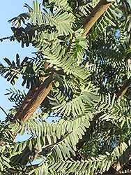 Phoenix Mesquite (Prosopis 'Phoenix') at Lakeshore Garden Centres