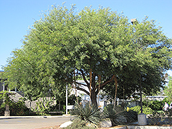 Chilean Mesquite (Prosopis chilensis) at A Very Successful Garden Center