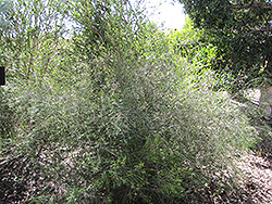 Geraldton Waxflower (Chamelaucium uncinatum) at A Very Successful Garden Center