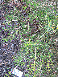 Geraldton Waxflower (Chamelaucium uncinatum) at A Very Successful Garden Center