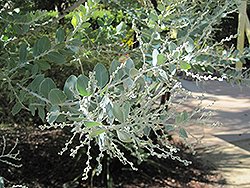 Pearl Acacia (Acacia podalyriifolia) at A Very Successful Garden Center