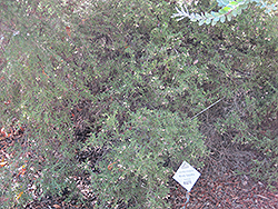 Woolly Grevillea (Grevillea lanigera) at A Very Successful Garden Center