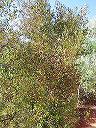 Hop Bush (Dodonaea viscosa) at A Very Successful Garden Center