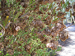 Hop Bush (Dodonaea viscosa) at A Very Successful Garden Center