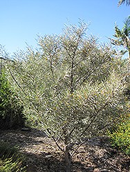 Mulga (Acacia aneura) at Lakeshore Garden Centres