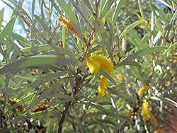 Mulga (Acacia aneura) at A Very Successful Garden Center