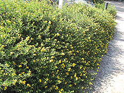 South Beach Compact Lemon Lantana (Lantana camara 'South Beach Compact Lemon') at A Very Successful Garden Center